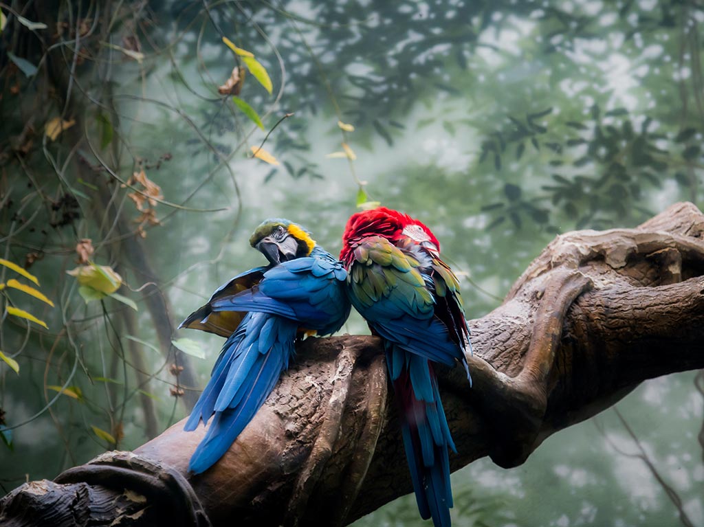 aves-exoticas-6-datos-curiosos-sobre-el-amazonas-que-debes-conocer