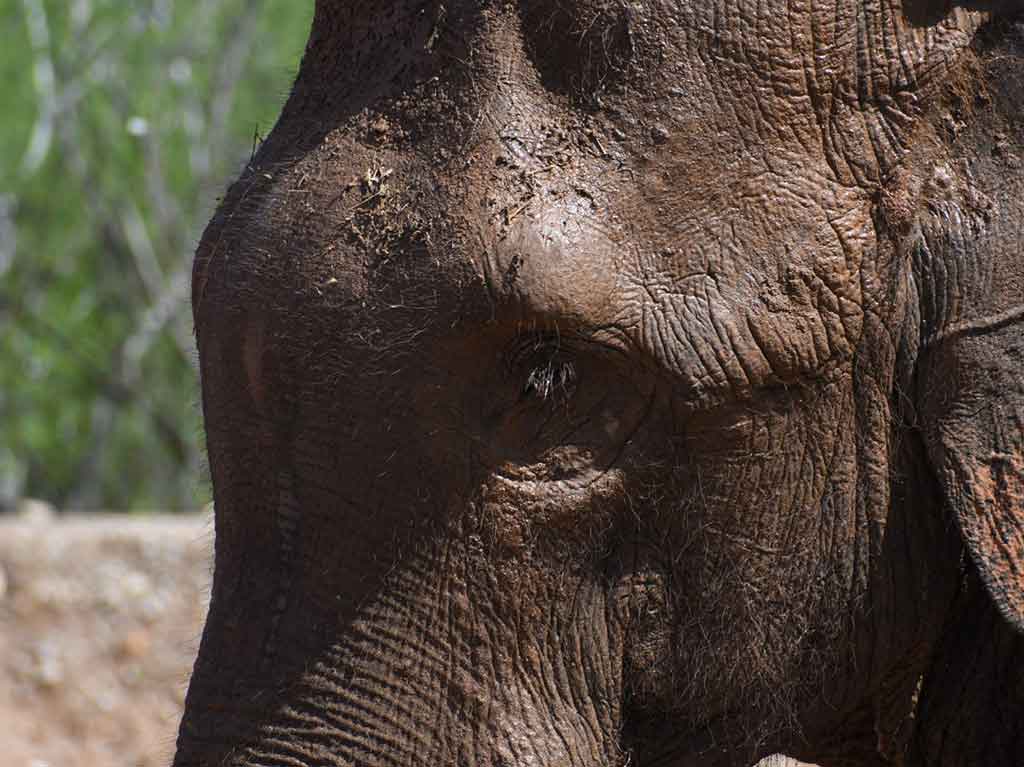 Big Boy: elefante rescatado en Culiacán
