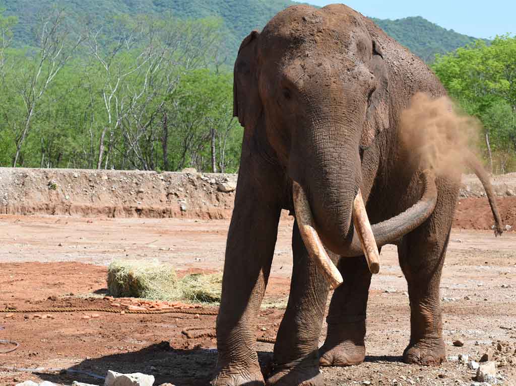 Fue liberado el elefante BIG BOY en el santuario Ostok, en Culiacán