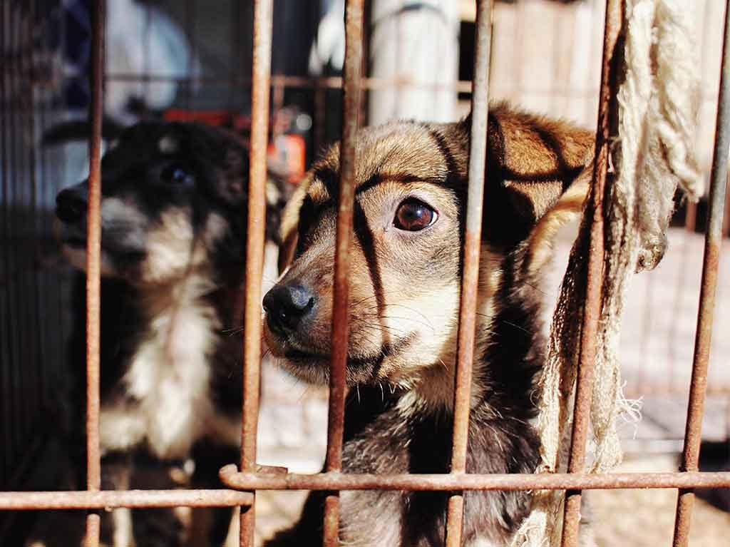 ¿Cómo denunciar maltrato animal en línea en CDMX?