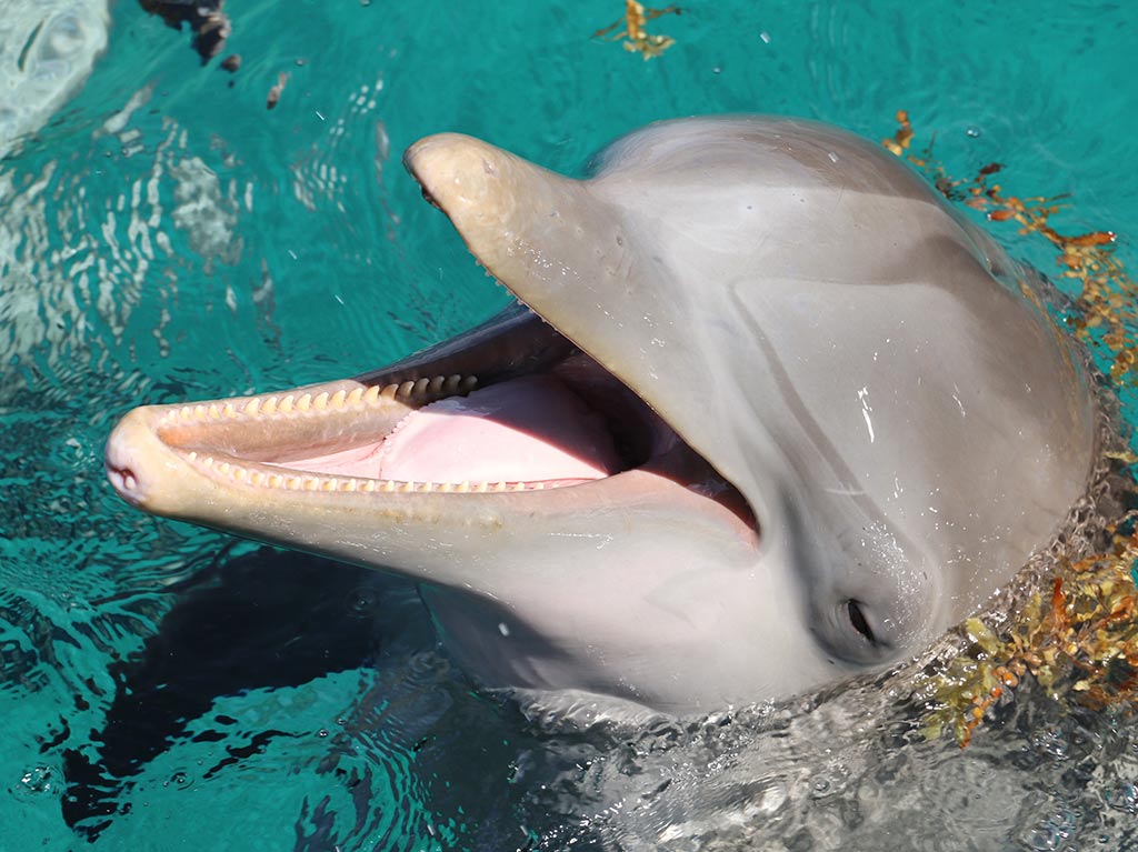 Dónde puedes nadar con delfines en Isla mujeres