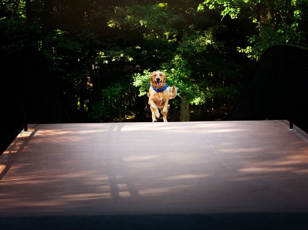 Dog Running Race labrador