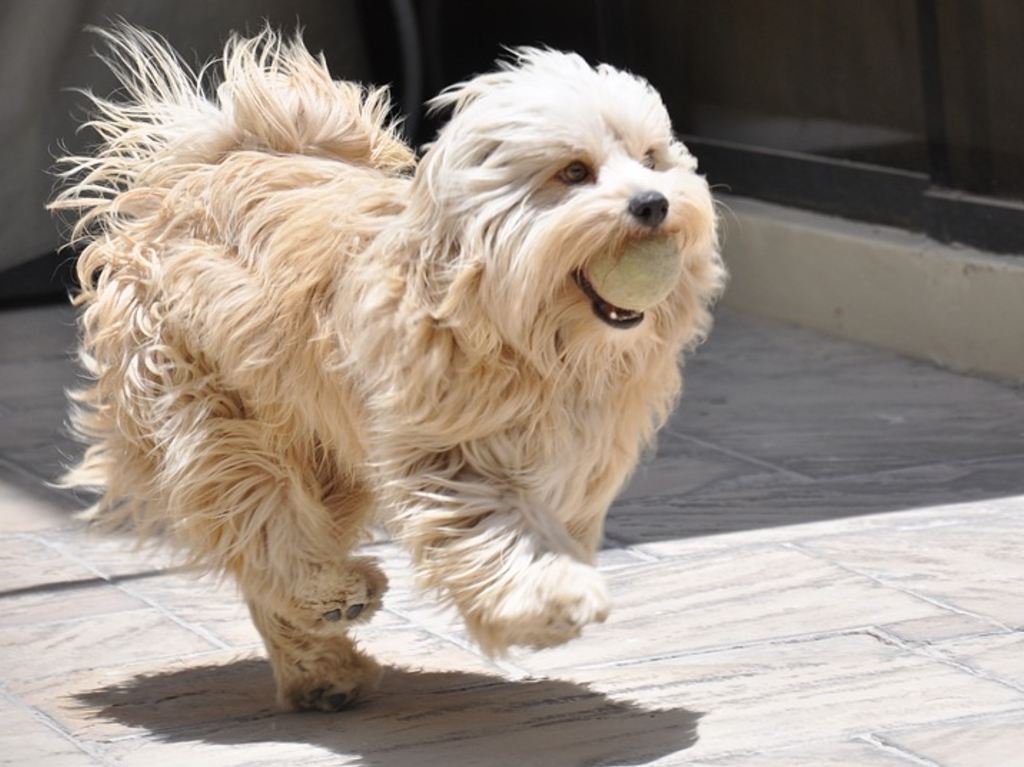 Dog Running Race pelota