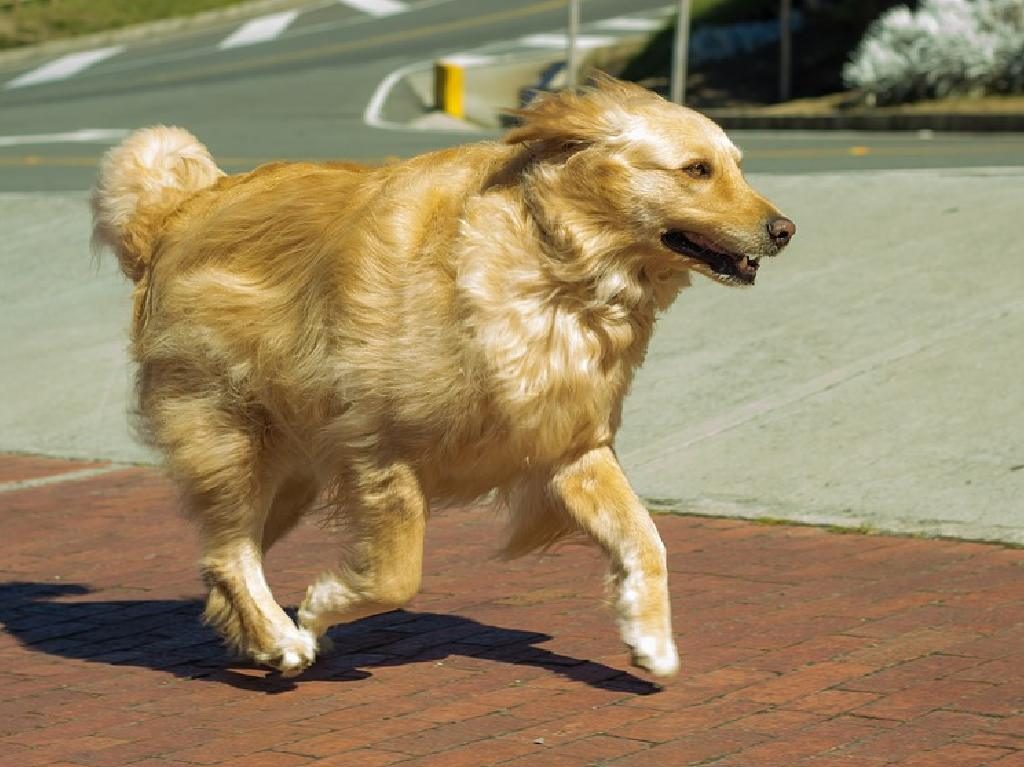 Dog Running Race perro