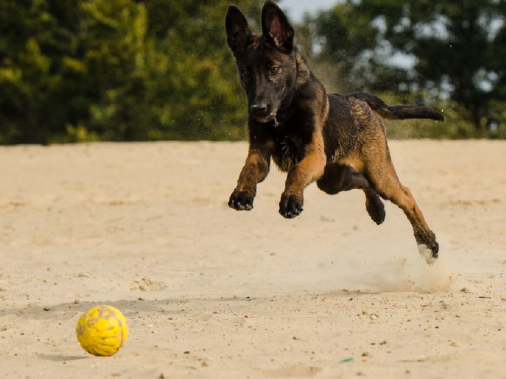 Dog Running Race 