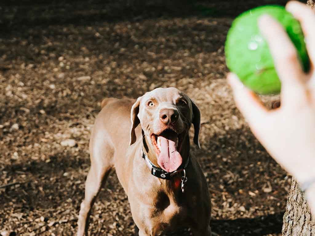 Dónde ir a correr con tu perro en CDMX ¡lugares cool al aire libre!