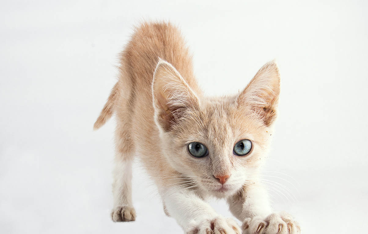 Houdini albergue casa del gato gazzu 