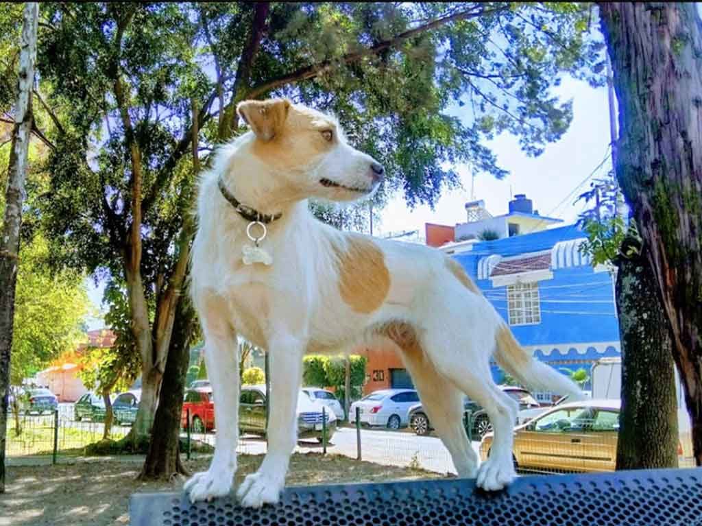 Lugares cool al aire libre para correr con tu perro