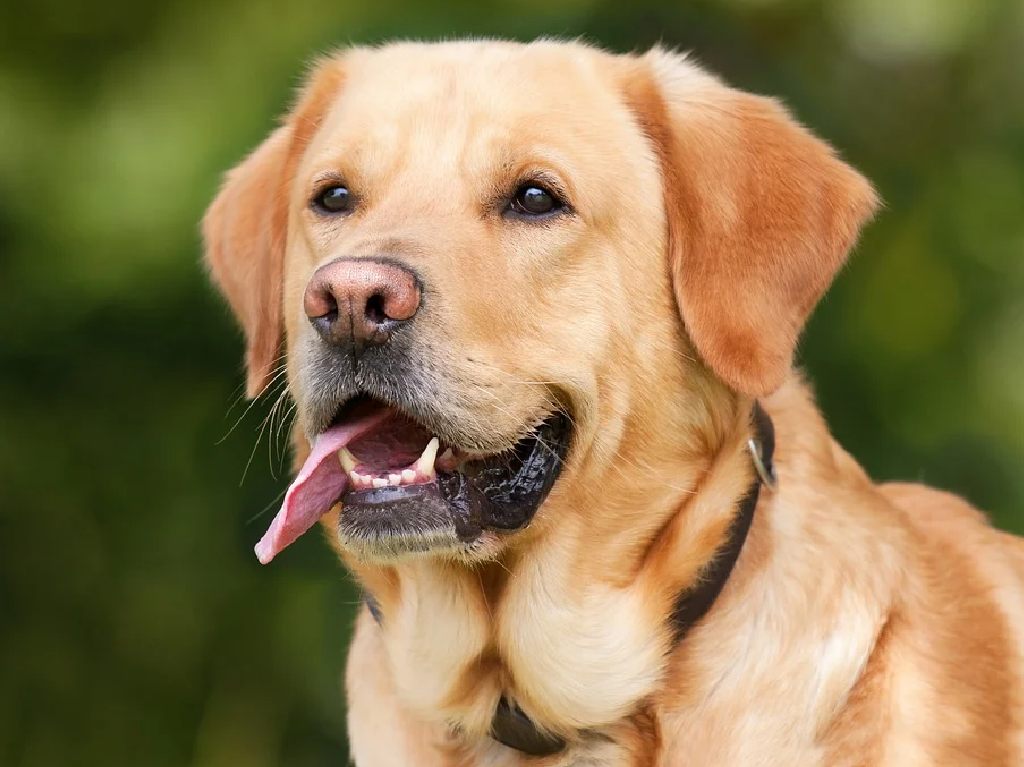 Lugares para disfrutar con tu perro labrador