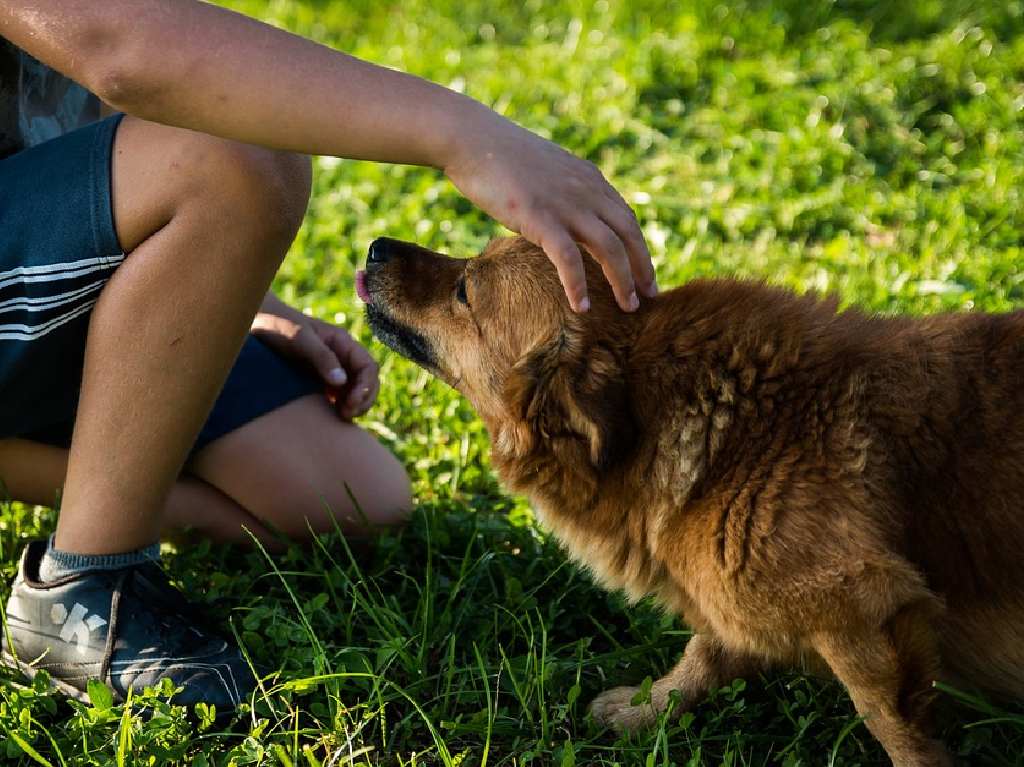 Lugares para disfrutar con tu perro parques