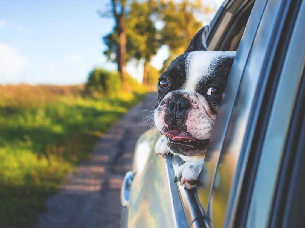 Lugares para disfrutar con tu perro paseo