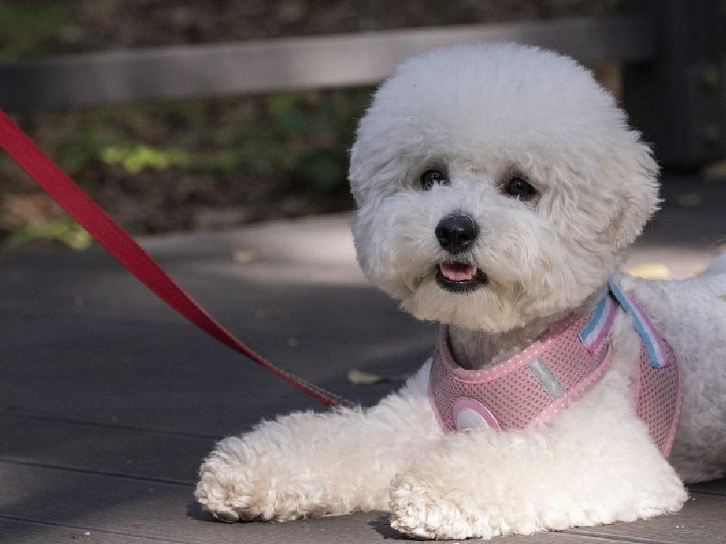 Lugares para disfrutar con tu perro tiendas