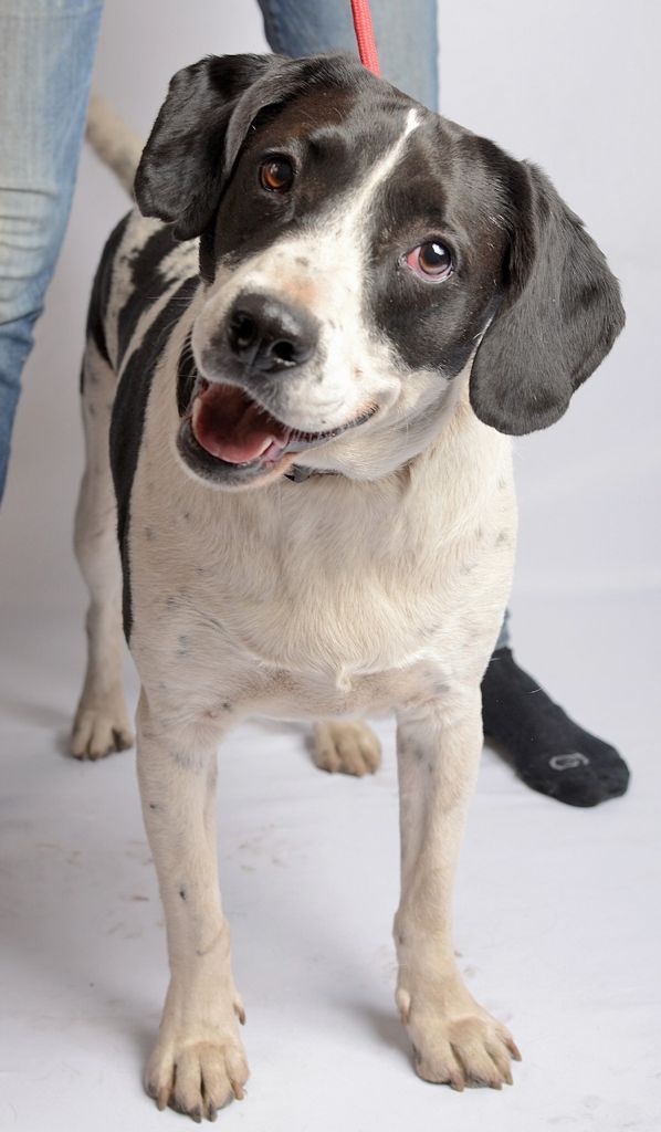 Micky perro en adopción de Refugio San Gregorio