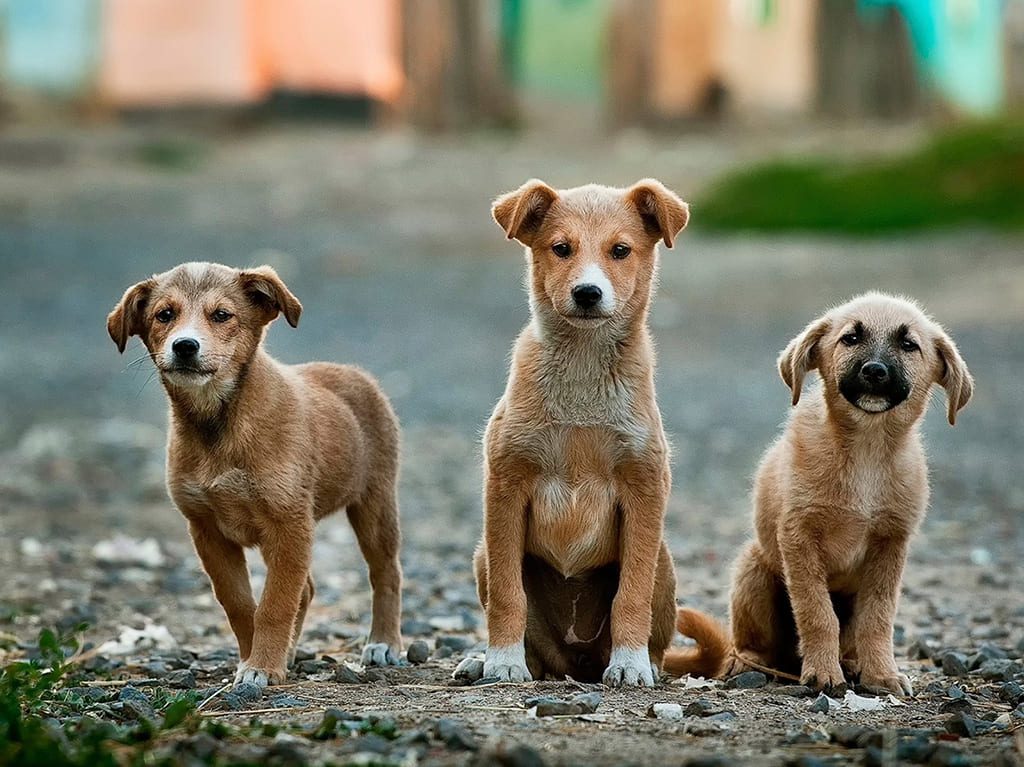 Pasarela virtual de perros en adopción, Enablers