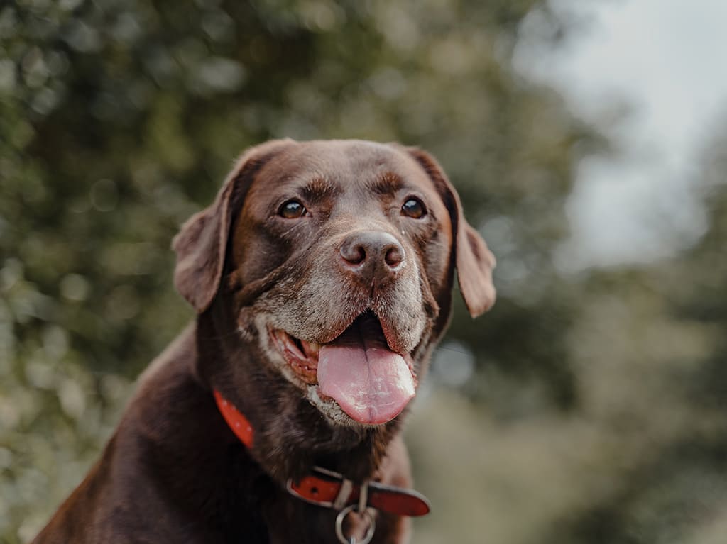 Perritos en adopción ¡no te pierdas la pasarela virtual!