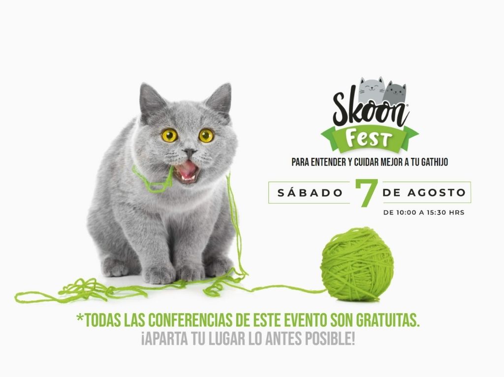 skoon-fest-el-festival-virtual-que-celebra-a-los-gatos