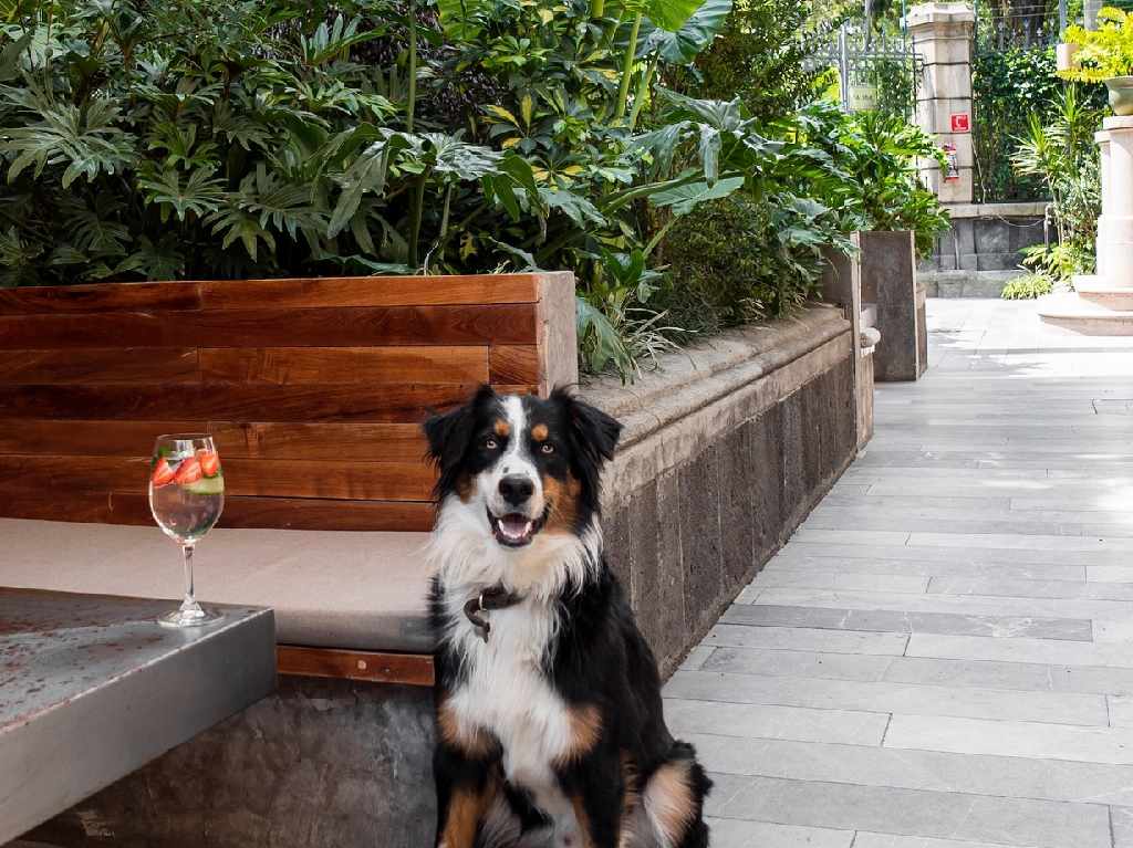cafeterias-con-terraza-en-cdmx-pet-friendly