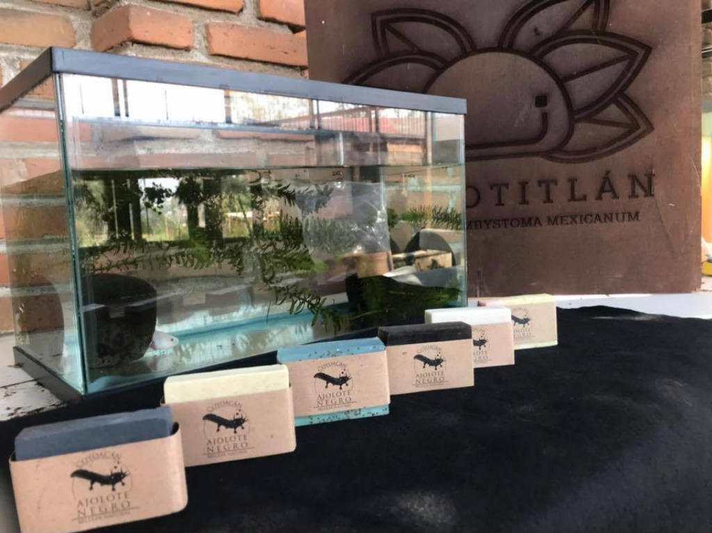 Cheleando por los axolotes cata con causa ambiental Instalaciones Museo del Axolote