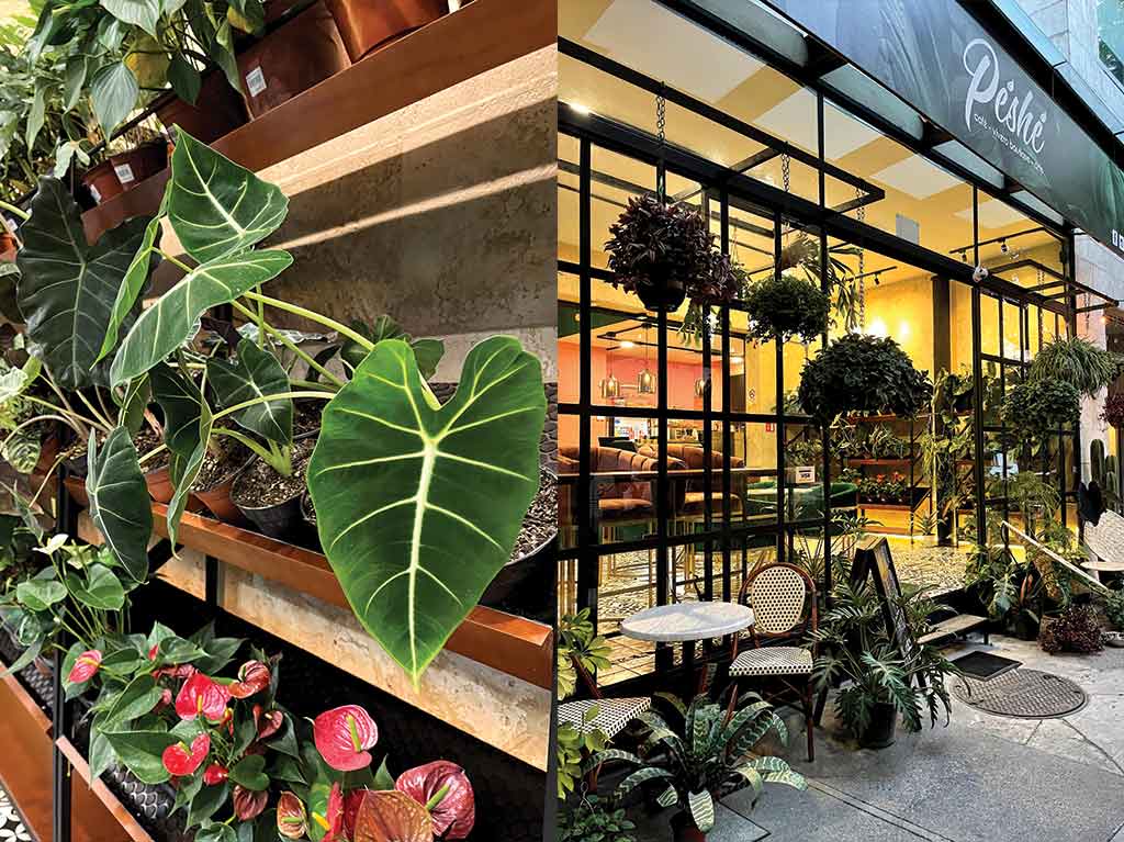 Péshé: cafetería, galería y tienda de plantas en la Condesa | Dónde Ir