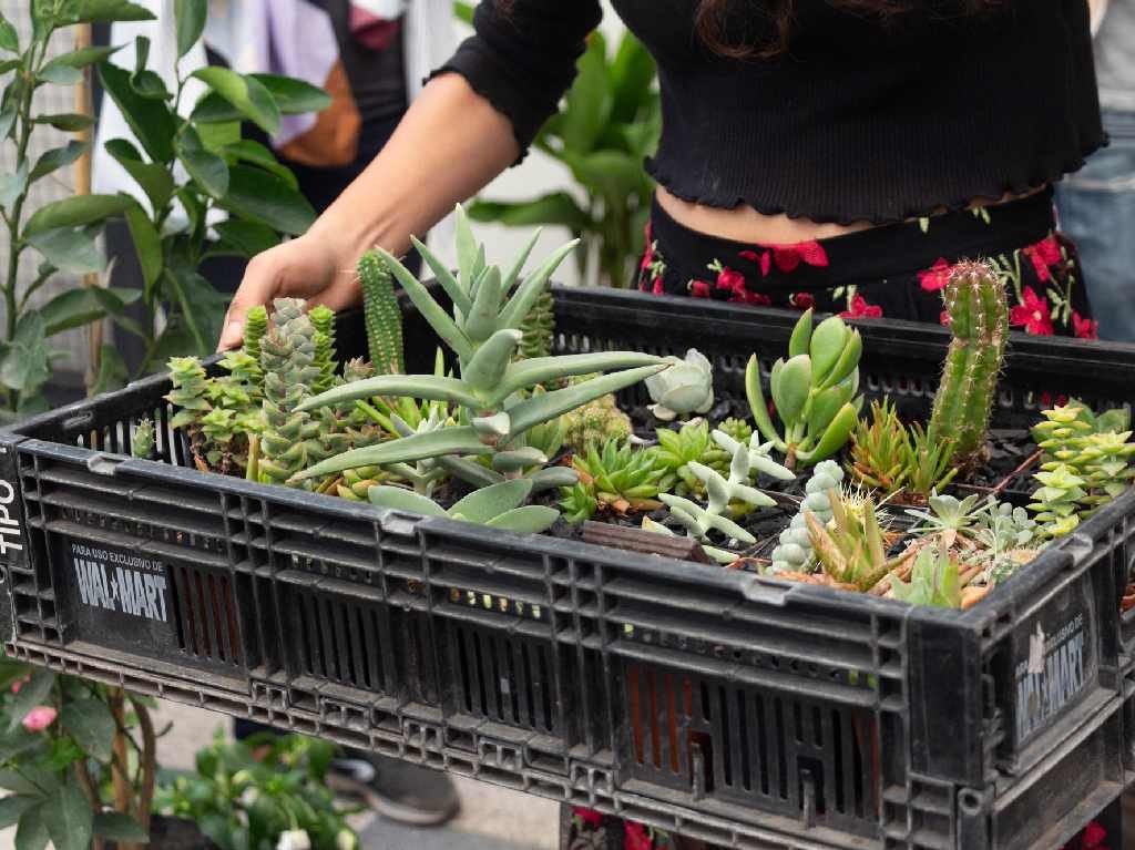 Plant Fest 2023 en CDMX ¡Un bazar con más de 400 plantitas!