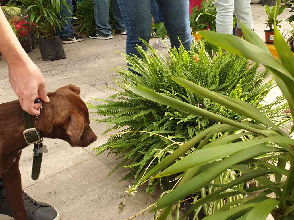 Plant Fest 2021 perro