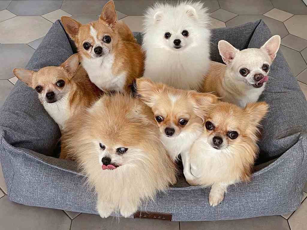 Razas de perro mexicanas descubre a los peluditos nacionales Chihuahuas