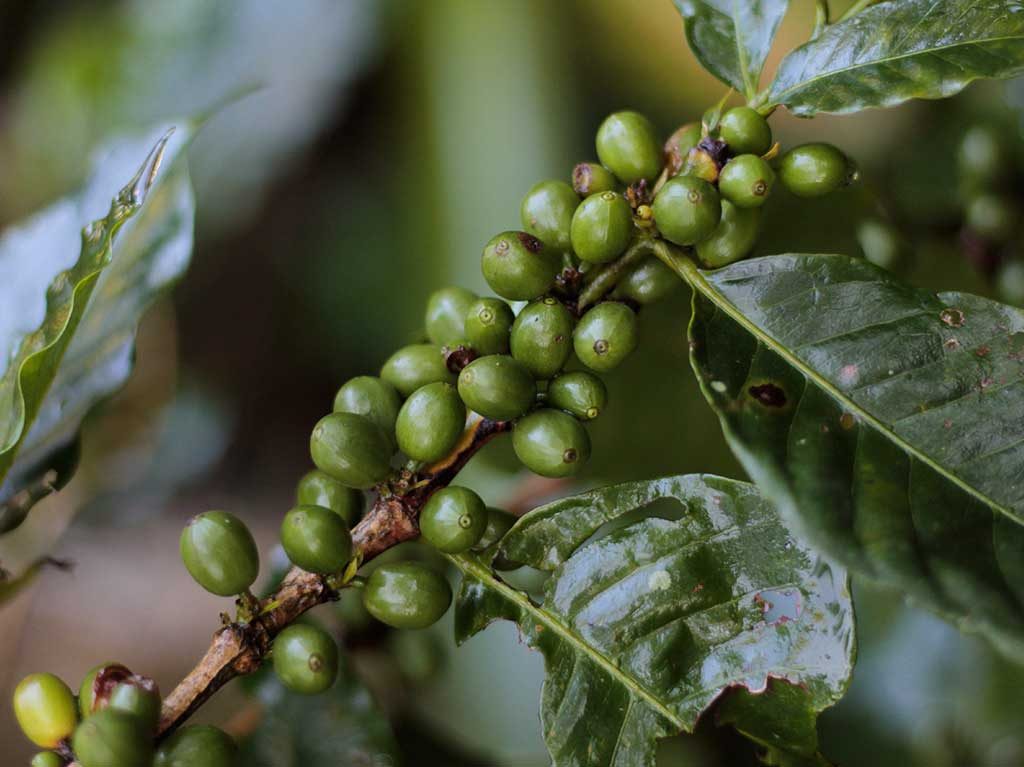 Ruta del Café y otras actividades que puedes hacer en Chiapas