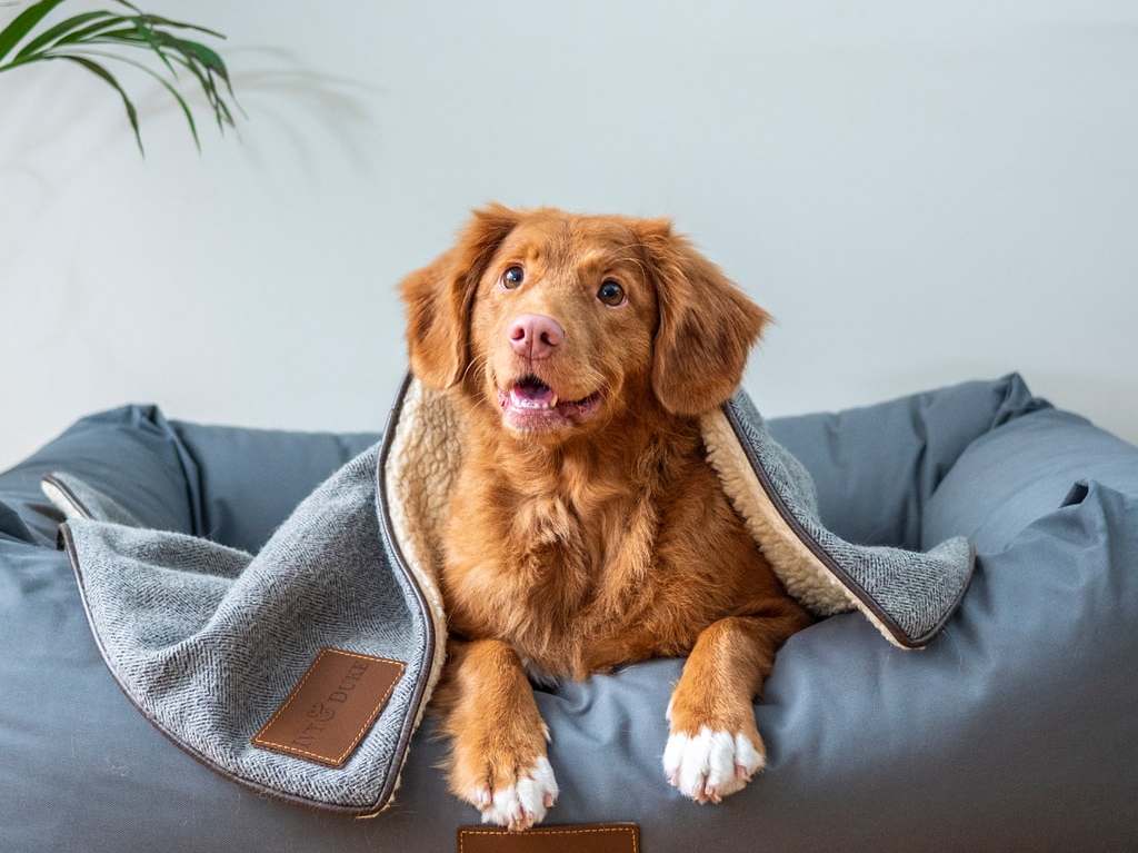 Cómo cuidar a tu mascota durante un sismo Sitio seguro cama de mascotas