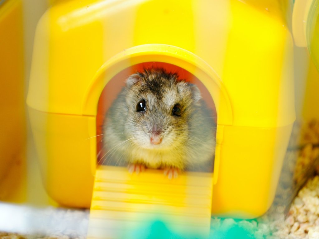 Cómo cuidar a tu mascota durante un sismo Caja transportadora hámster