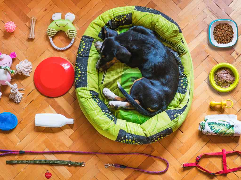 Cómo cuidar a tu mascota durante un sismo Mochila de emergencia