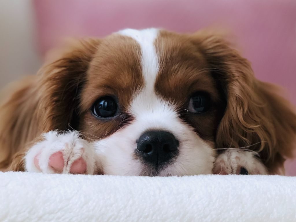 Cómo cuidar a tu mascota durante un sismo ¡entérate!