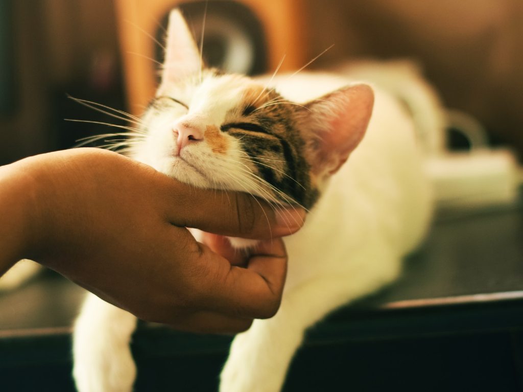 Cómo cuidar a tu mascota durante un sismo Veterinario