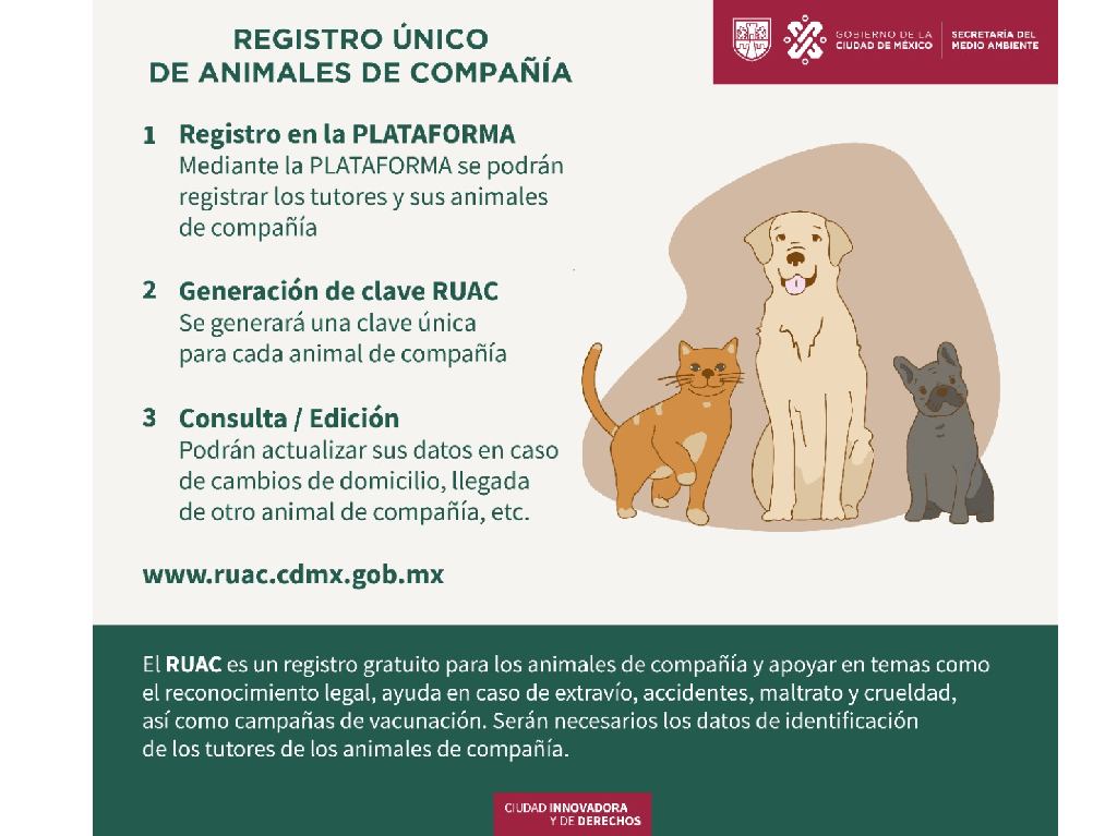 Ahora tu mascota también tendrá CURP ¡entérate cómo! 1