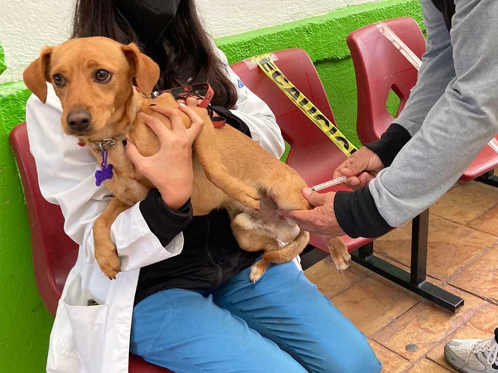 Vacunación de perros y gatos 2021