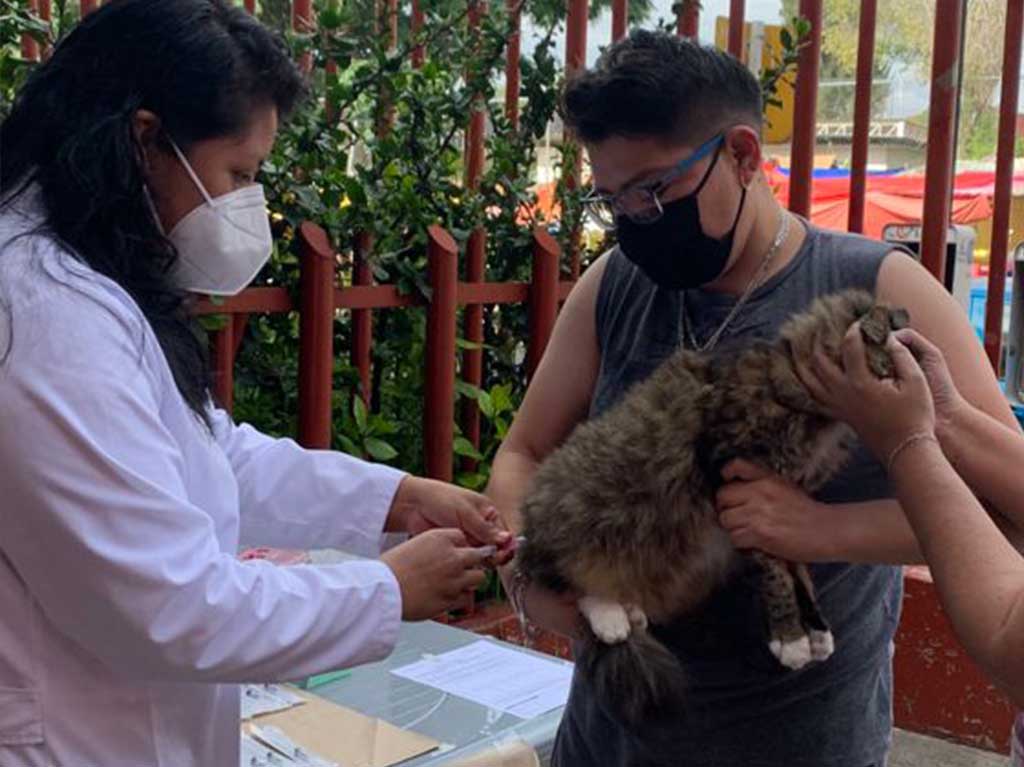 Vacunación de perros y gatos 2021
