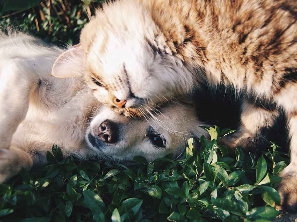 Vacunación de perros y gatos 2021