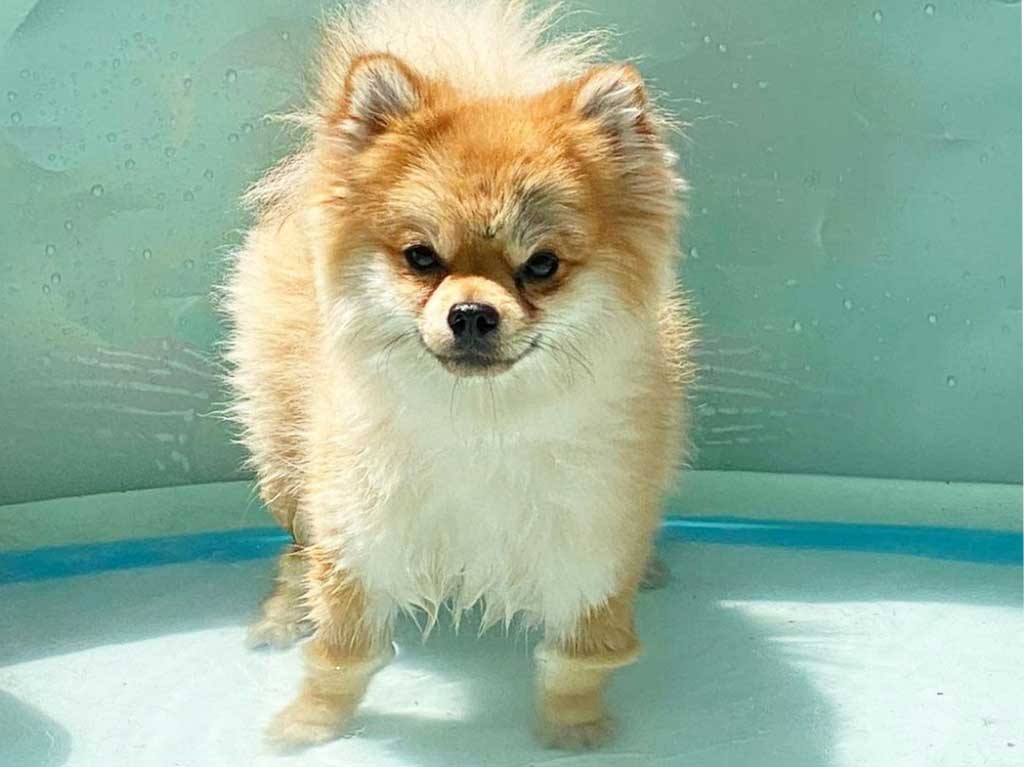 escuelas-y-gimnasios-para-perros-cdmx-inteligencia-canina