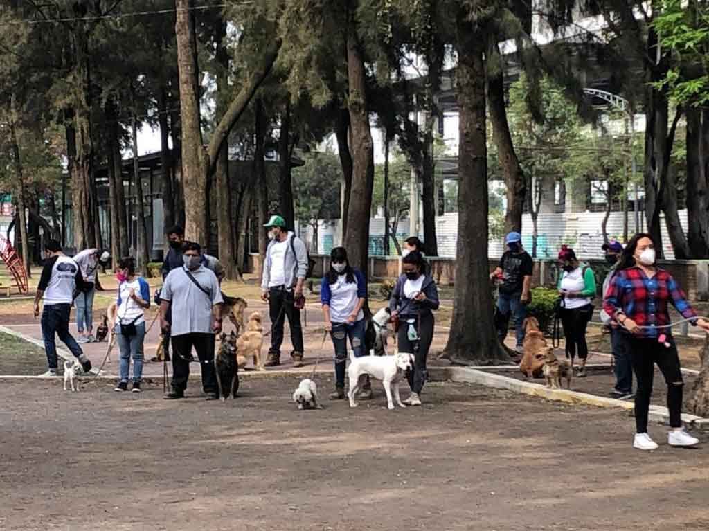 Escuelas y gimnasios para perros en CDMX