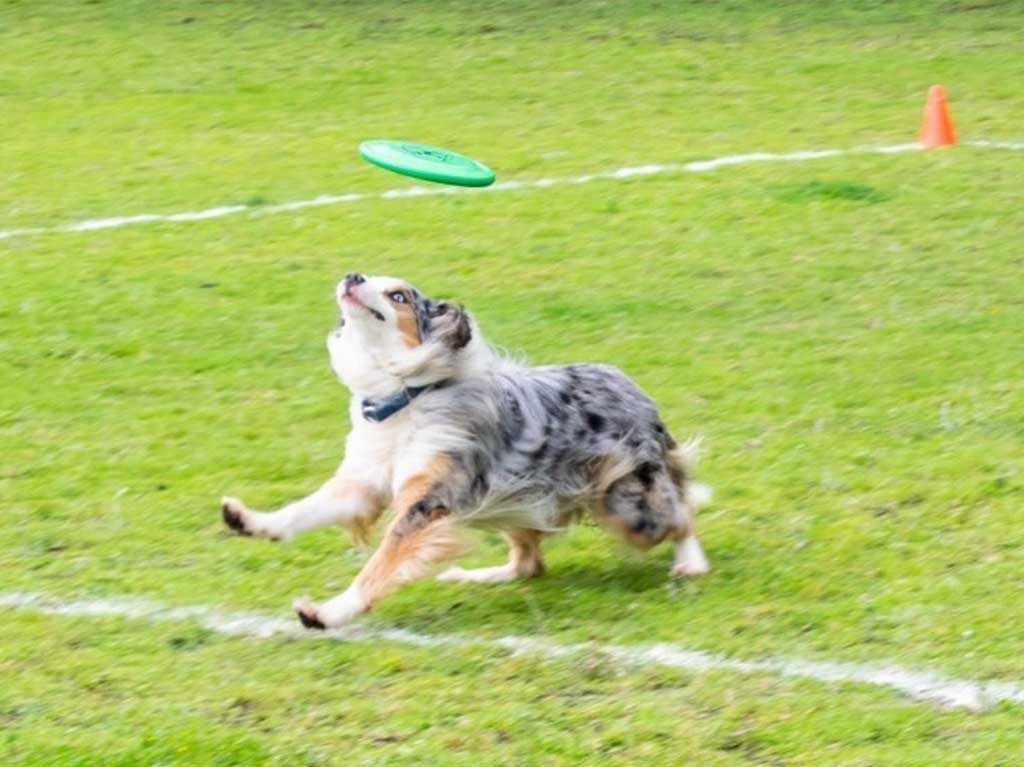 Escuelas y gimnasios para perros en CDMX