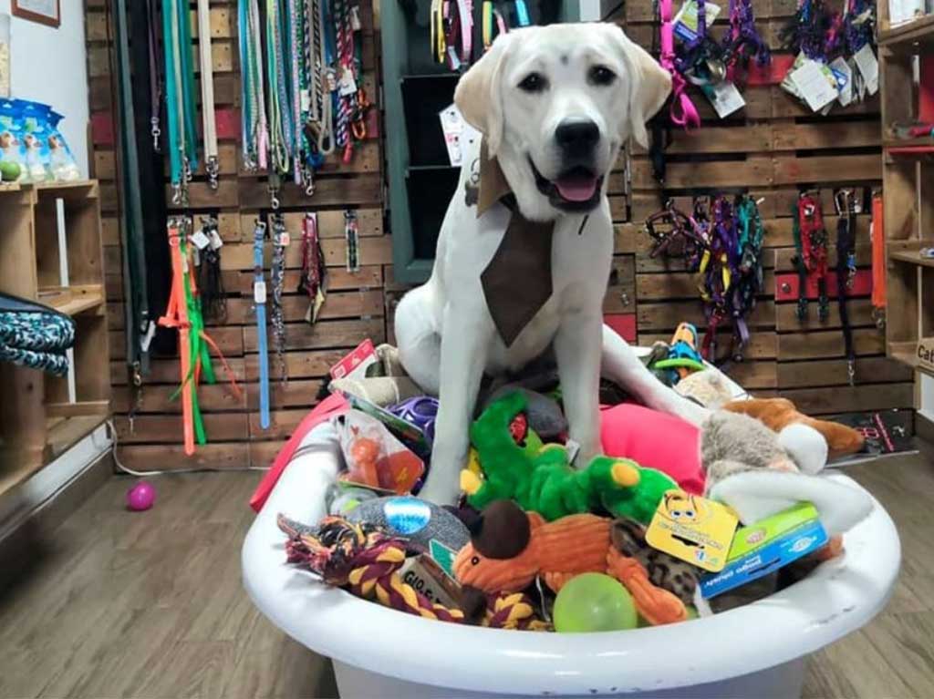 escuelas-y-gimnasios-para-perros-en-cdmx-bravo