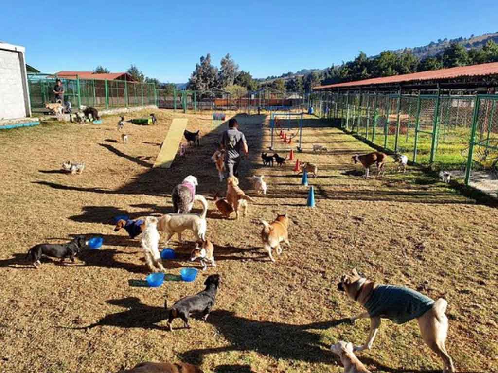 guarderias-para-mascotas-en-cdmx-perros-y-gatos-han
