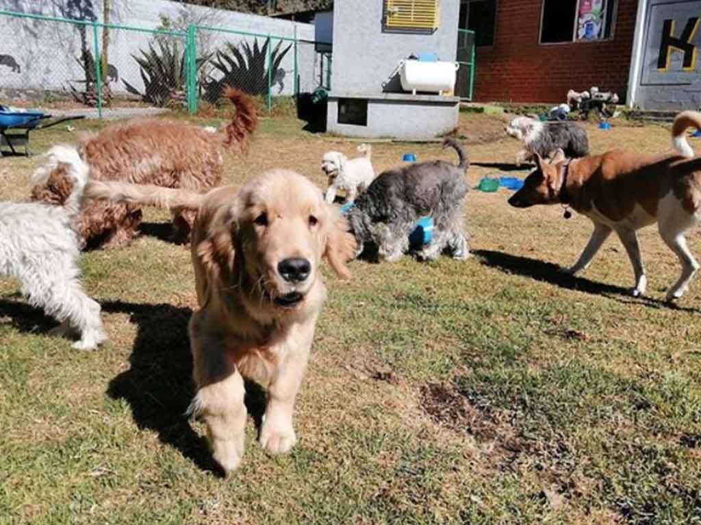 Guarderías para mascotas en CDMX