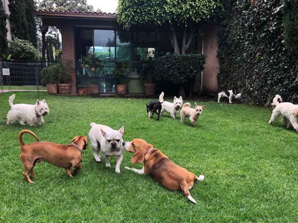 Guarderías para mascotas en CDMX