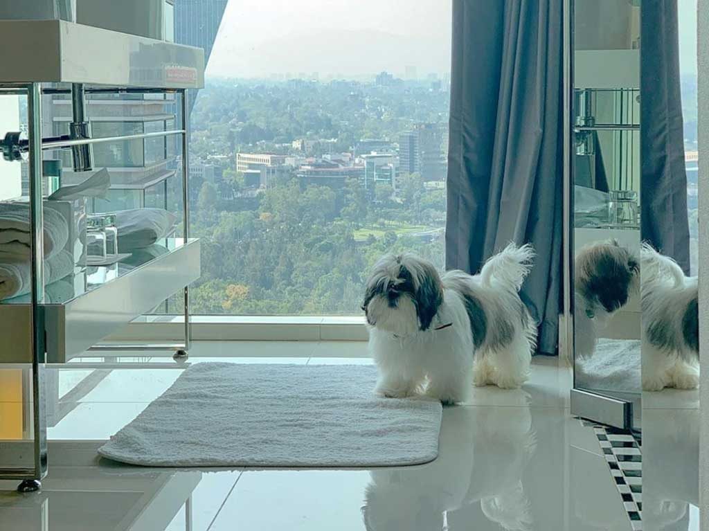 Hoteles pet friendly en México para viajar con tu peludo