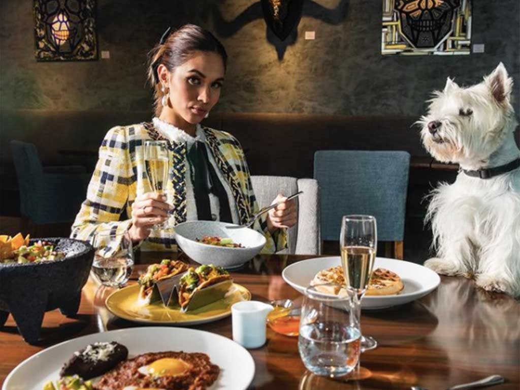 Hoteles pet friendly en México para viajar con tu peludo