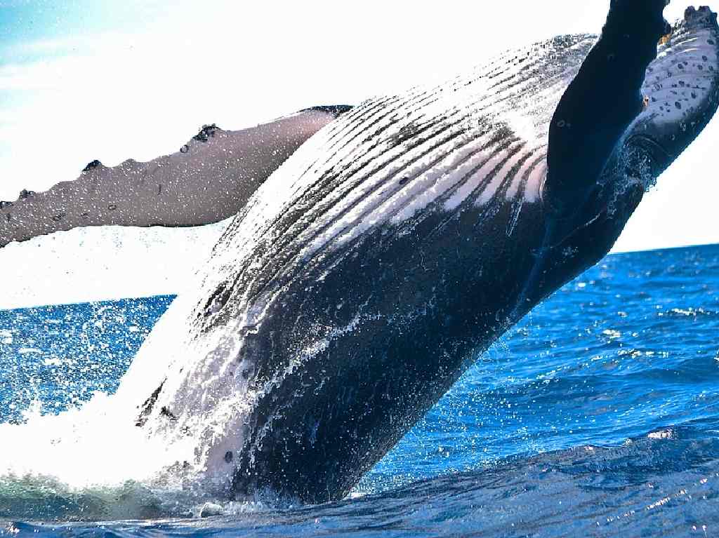 lugares a los que debes viajar antes de los 30 ballena