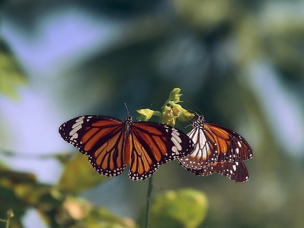 lugares a los que debes viajar antes de los 30 mariposa