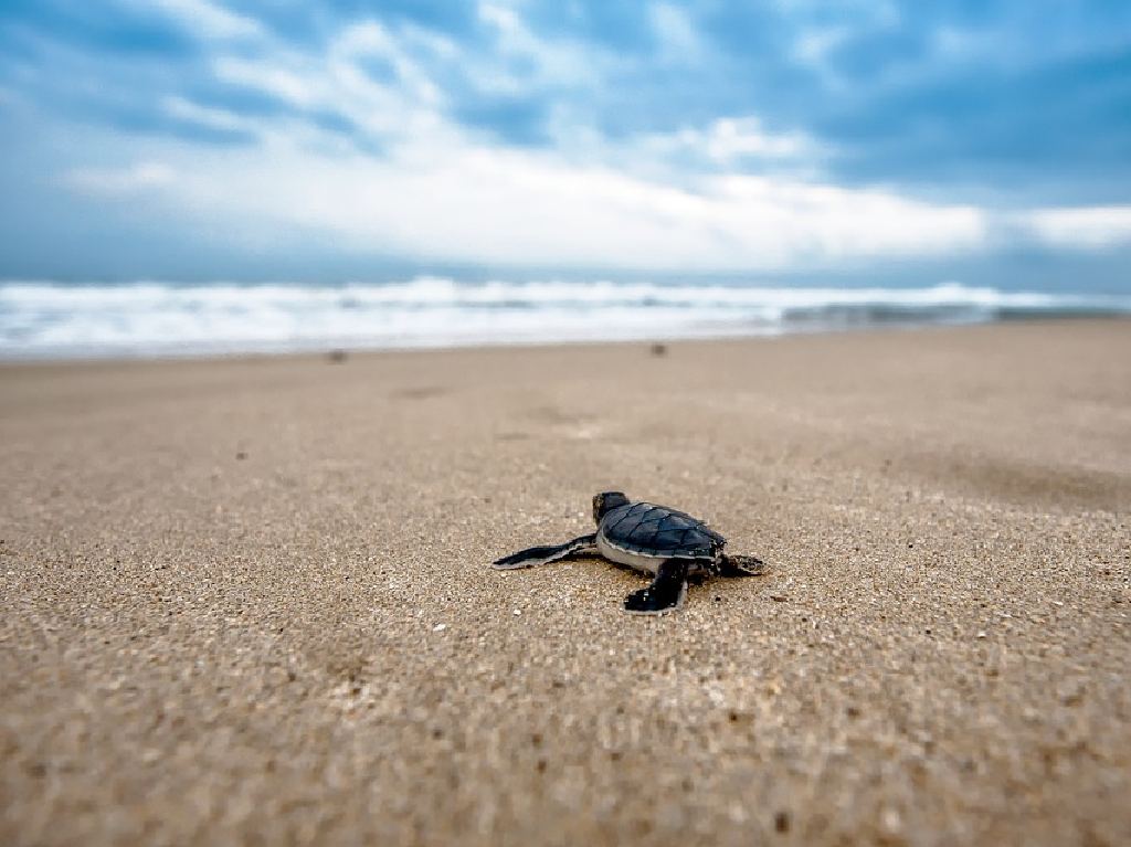 lugares a los que debes viajar antes de los 30 tortuga