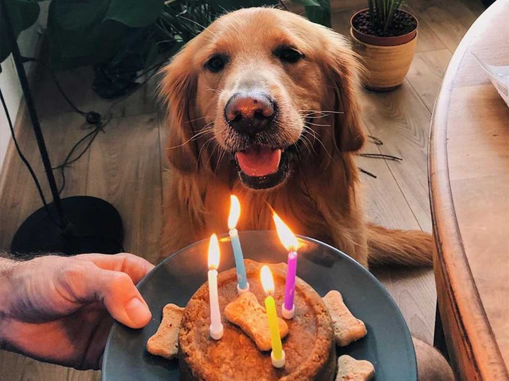 Restaurantes con comida para perros en CDMX