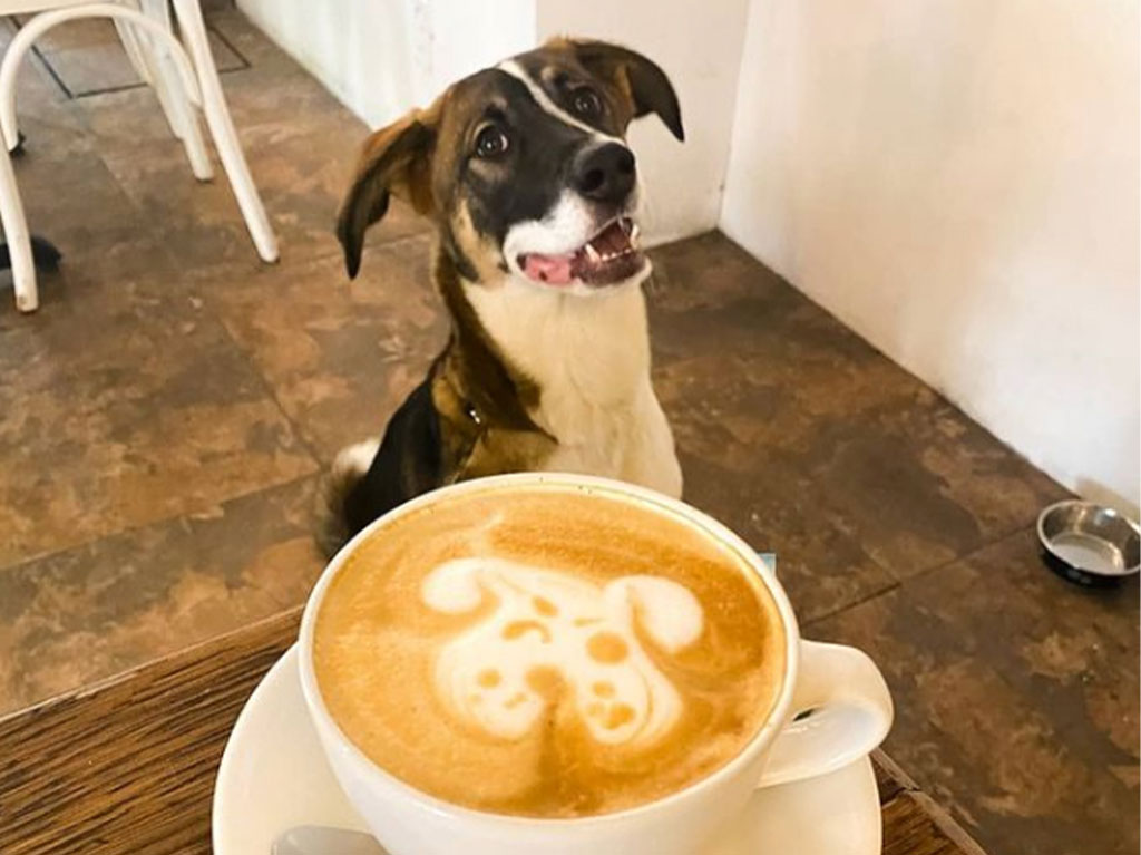 restaurantes-para-humanos-con-comida-para-perros-greenway